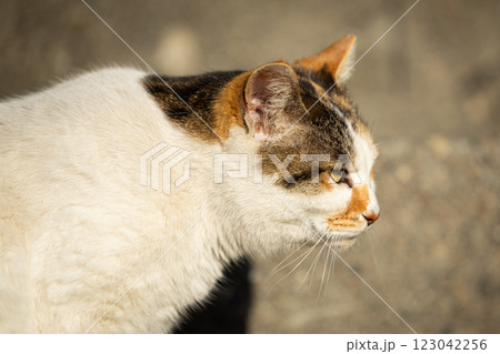 さくら耳の三毛猫 さくら耳の三毛猫 123042256