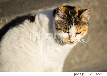 さくら耳の三毛猫 123042258