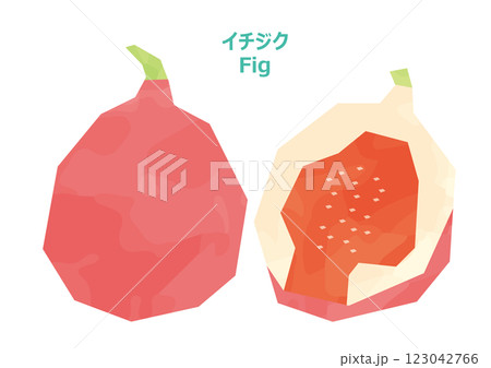 いちじくのイラスト　水彩風 123042766