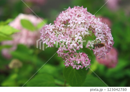 ピンク色に色づく満開のアジサイと蜜を吸う虫 ピンク色に色づく満開のアジサイと蜜を吸う虫 123042780