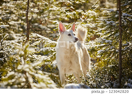 White cheerful dog in a pine forest in winter in bright daylight, close-up White cheerful dog in a pine forest in winter in bright daylight, close-up 123042820