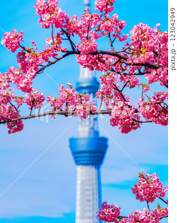 河津桜とスカイツリーを望む 123042949