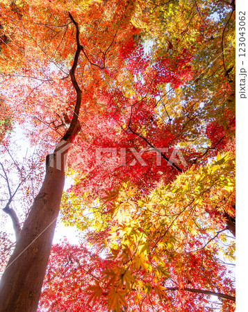 晩秋の秋晴れに映える鮮やかに色づいた紅葉 晩秋の秋晴れに映える鮮やかに色づいた紅葉 123043062
