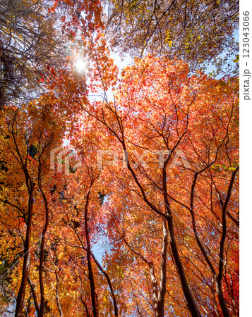 晩秋の秋晴れに映える鮮やかに色づいた紅葉 123043066