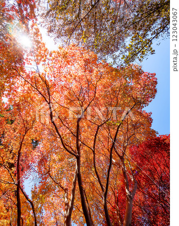 晩秋の秋晴れに映える鮮やかに色づいた紅葉 123043067