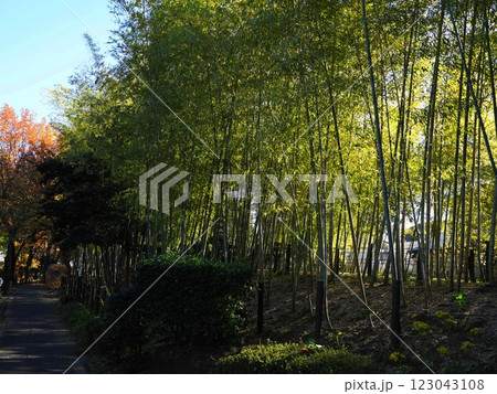 次大夫堀公園の光輝く竹林　12月世田谷1273竹林・次大夫堀公園 123043108