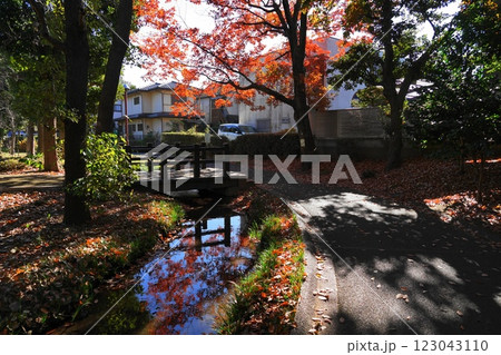 次大夫堀公園の水辺の紅葉 12月世田谷1275水辺の紅葉・次大夫堀公園 次大夫堀公園の水辺の紅葉 12月世田谷1275水辺の紅葉・次大夫堀公園 123043110