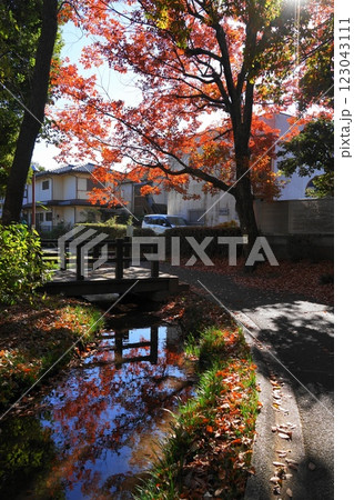 次大夫堀公園の水辺の紅葉　12月世田谷1276水辺の紅葉・次大夫堀公園 123043111