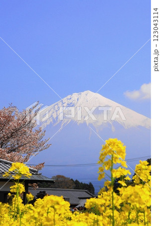 青空に映える富士山と狩宿の下馬桜　04月風景･富士山429狩宿の下馬桜V3.2 123043114
