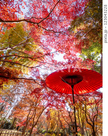 晩秋の秋晴れに映える鮮やかに色づいた紅葉と赤い和傘の景色 123043228