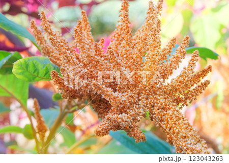 Amaranthus caudatus of yellow color. Growing love-lies-bleeding in rustic garden. Blurred nature background. Gardening. Countryside garden. 123043263