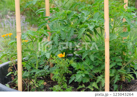 Container gardening. Tomato bush is growing in a container in rustic garden. Green seedling in countryside. Growing vegetables in cottage garden. 123043264