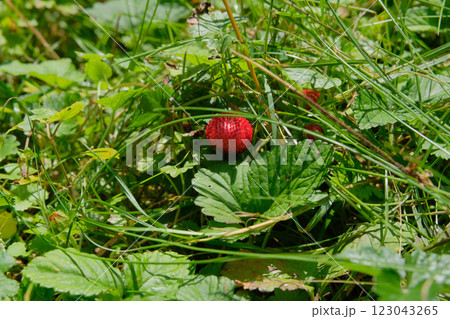 Strawberries grow in a lawn in forest. Wild red berry on a bush. Bright Sunlight. 123043265