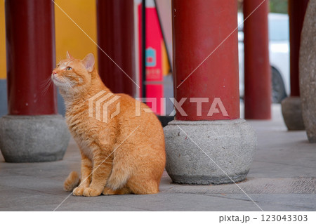 お寺でくつろぐ猫（中国 南京市、鶏鳴寺） 123043303