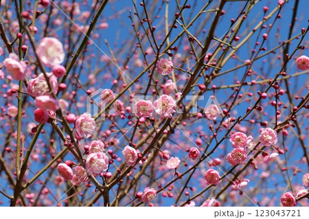 横浜, 富士山田公園の梅 123043721