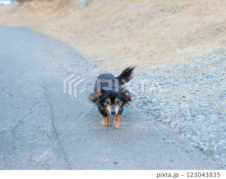 カワイイチワックスとお外 123043835