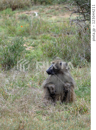 Safari in savannah. Chacma baboon in Kruger National Park, Monkey sits in grass 123044211