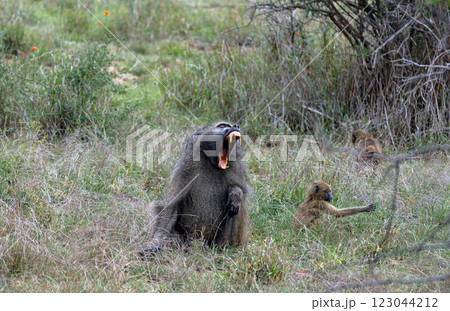 dangerous monkey protects its offspring with a scream dangerous monkey protects its offspring with a scream 123044212