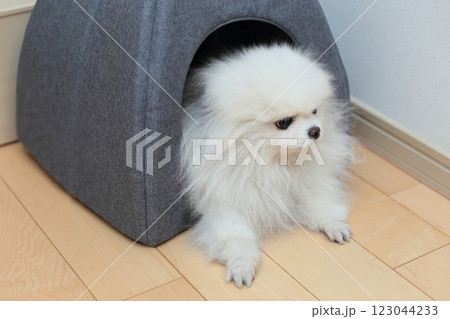 室内で愛犬ポメラニアンがベッドでリラックス 123044233