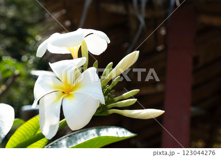 White flowers are blooming amid vibrant green leaves in Thailand's natural beauty. 123044276