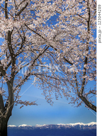 中央高速釈迦堂SAからの桜越しの冠雪の北アルプス 中央高速釈迦堂SAからの桜越しの冠雪の北アルプス 123044289