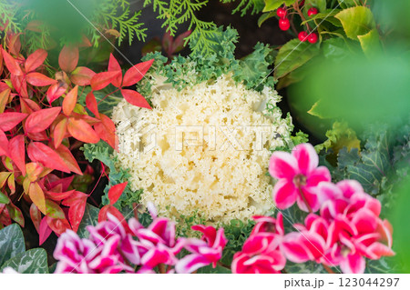 ハボタン・正月飾り イメージ 123044297