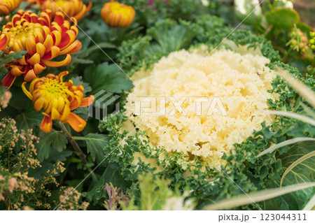 ハボタン・正月飾り イメージ 123044311