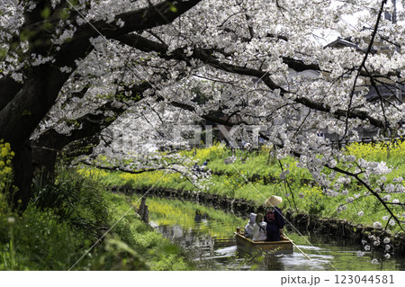 満開の桜と小川 満開の桜と小川 123044581