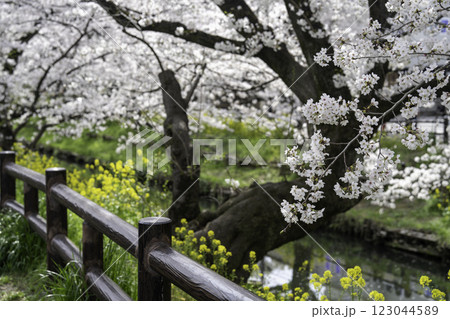 満開の桜と小川 123044589