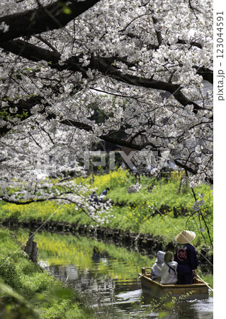 満開の桜と小川 123044591