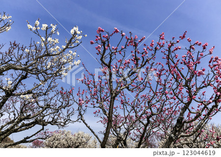 青い空と紅梅、白梅咲く早春風景-8 123044619