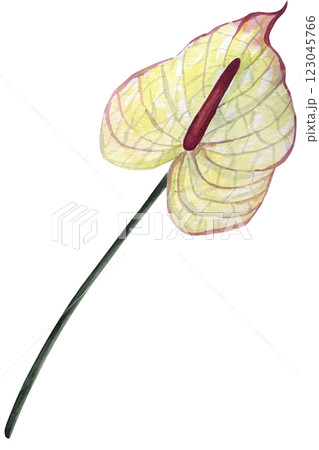 Watercolor anthurium flower illustration. Hand drawn illustration of tropical exotic plant. Botanical drawing for greeting cards or wedding invitations in jungle style. Colorful sketch. Watercolor anthurium flower illustration. Hand drawn illustration of tropical exotic plant. Botanical drawing for greeting cards or wedding invitations in jungle style. Colorful sketch. 123045766