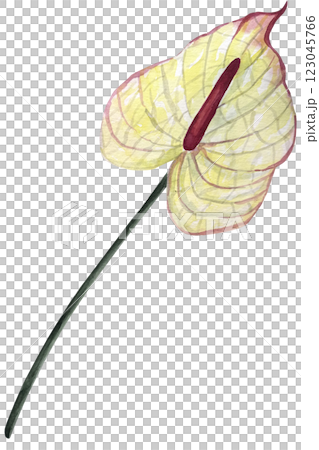 Watercolor anthurium flower illustration. Hand drawn illustration of tropical exotic plant. Botanical drawing for greeting cards or wedding invitations in jungle style. Colorful sketch. Watercolor anthurium flower illustration. Hand drawn illustration of tropical exotic plant. Botanical drawing for greeting cards or wedding invitations in jungle style. Colorful sketch. 123045766