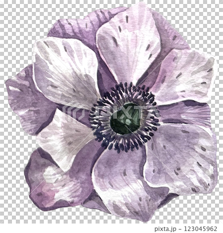 Handpainted watercolor anemone flower in vintage style. It's perfect for greeting cards, wedding invitation, birthday and mothers day cards. Watercolor botanical illustration isolated. 123045962