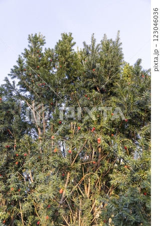 a berry yew plant with red fruits in the autumn season a berry yew plant with red fruits in the autumn season 123046036