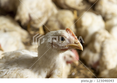 fat meat chickens in a cage free workshop at a poultry farm in a rural area 123046043