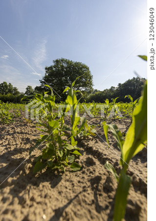 green corn field with young sweet corn sprouts 123046049