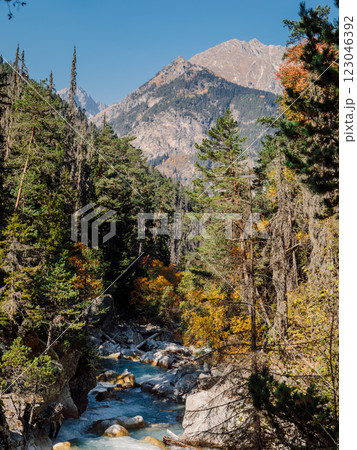 Mountain river in pine forest. High mountain landscape with river, vertical shot 123046392