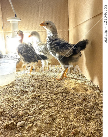 Chicks in a brooder box with light. Poultry farming, hatched chickens in a paper box. Chicks in a brooder box with light. Poultry farming, hatched chickens in a paper box. 123046555