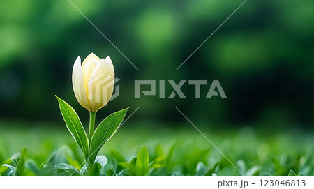 Serene white tulip on green background Serene white tulip on green background 123046813