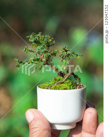 Phyllodium pulchellum in ceramic pots used to create bonsai 123047152
