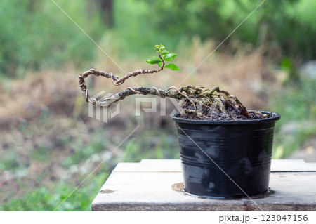 Free orm Dwarf cherry bonsai in process to create bonsai Free orm Dwarf cherry bonsai in process to create bonsai 123047156