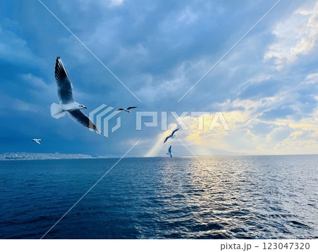 Seagulls flying over the Turkish Gulf in Izmir city 123047320