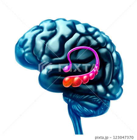 Hippocampus Brain Anatomy 123047370