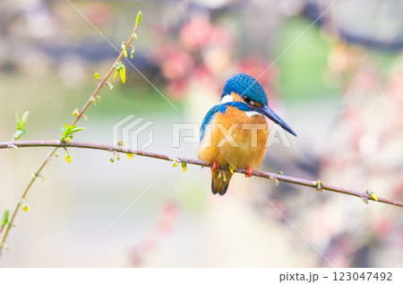 カワセミ 123047492
