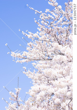 満開の桜と青空 満開の桜と青空 123047537