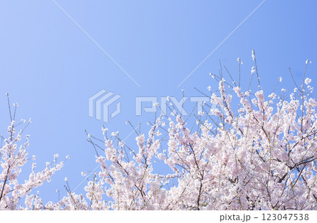 満開の桜と青空 満開の桜と青空 123047538