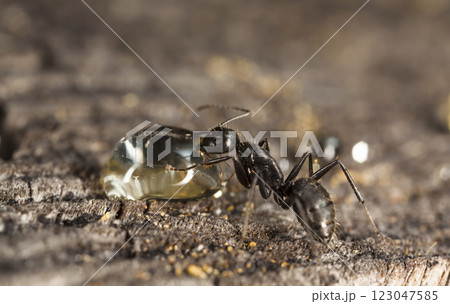 big forest ants in a native habitat 123047585