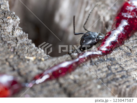 big forest ants in a native habitat 123047587