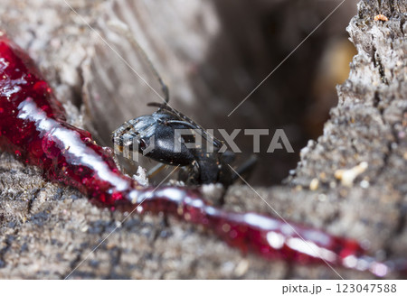 big forest ants in a native habitat 123047588